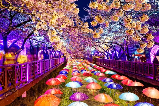cherry blossoms at night, busan city in south korea