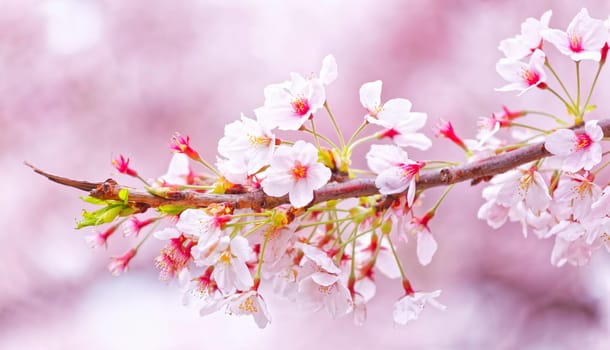 Sakura blossom flower close up for background