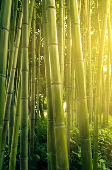 Sunlight in bamboo forest