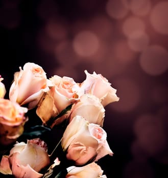White roses in front of dark background