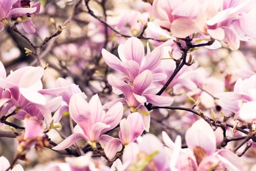 .Beautiful magnolia flower in garden