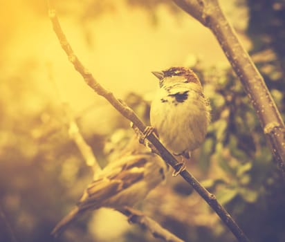 Sparrow in the tree. Retro style.
