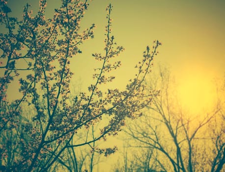 Spring blossom in retro style
