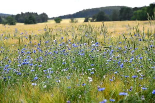 Blu cornflowers in a cornfield