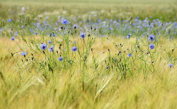Blu cornflowers in a cornfield