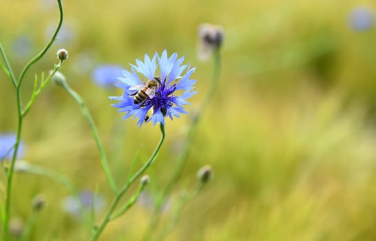 Blu cornflowers in a cornfield