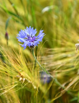 Blu cornflowers in a cornfield