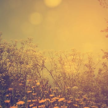 Flowers in field with sunlight. Retro filter
