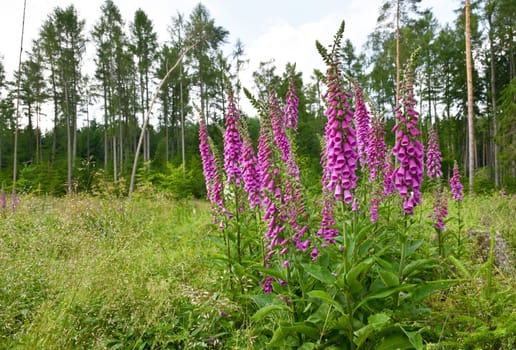 Digitalis in the forest