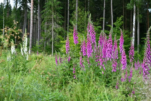 Digitalis in the forest