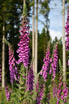 Digitalis in the forest