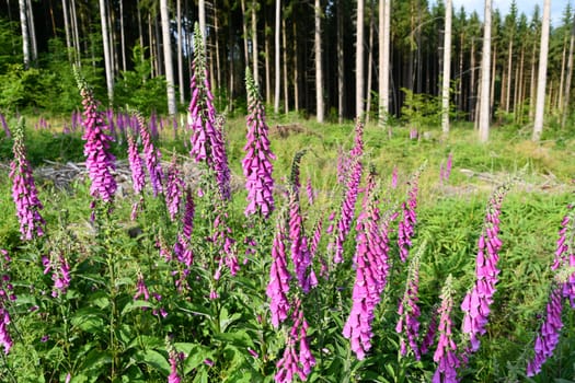 Digitalis in the forest