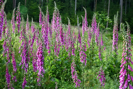 Digitalis in the forest