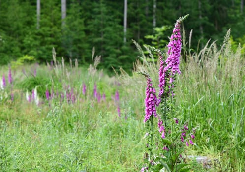 Digitalis in the forest