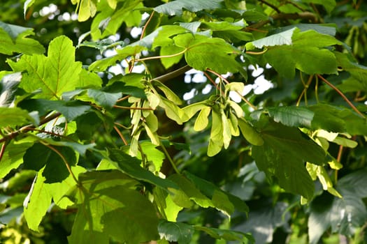 Acer