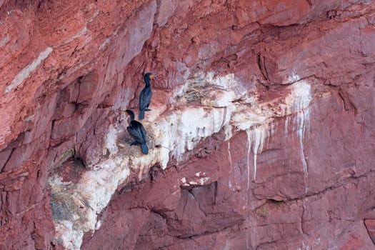 Cormorants on a Nesting Cliff on Cape Tryon of Prince Edward Island