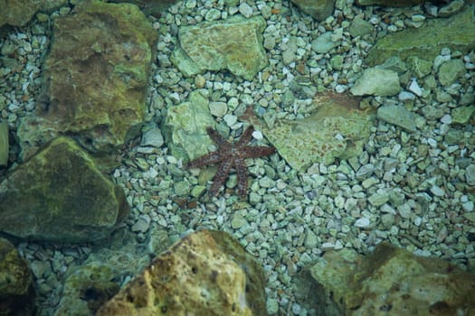 A red starfish is moving along the sea floor
