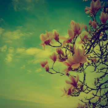 Beautiful magnolia flower in retro style