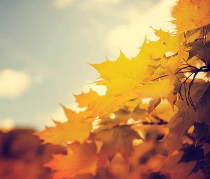 Beautiful orange maple leaves and blue sky