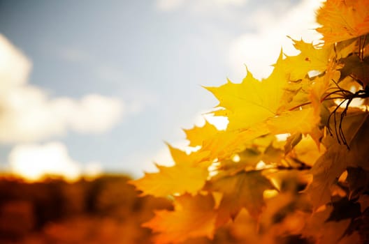 Beautiful orange maple leaves and blue sky