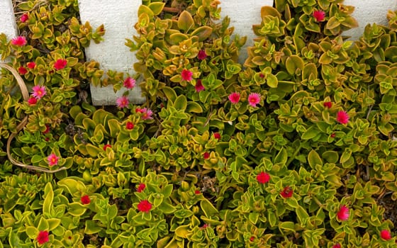 Red flowers with green leaves,California.
