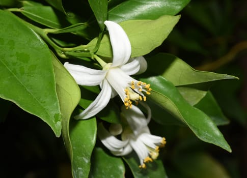 Orange,Citrus sinensis,is an exotic fruit that is also used dried as a fragrance. Orange,Citrus sinensis,is an exotic fruit that is also used as a fragrance when dried.