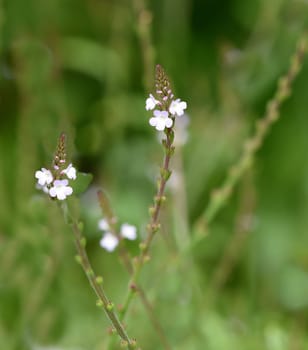 Verbena is an important medicinal and medicinal plant and with white and pink blues. Verbena is an important medicinal and medicinal plant and has white and pink flowers.