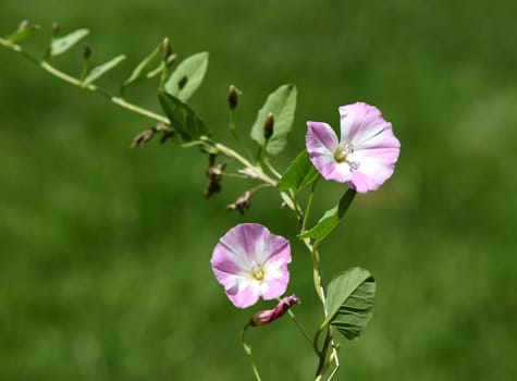 Field wind,Convolvulus arvensis,is a wild and medicinal plant with pink or white flowers and is used in medicine. Bindweed,Convolvulus arvensis,is a wild and medicinal plant with pink or white flowers and is used in medicine.