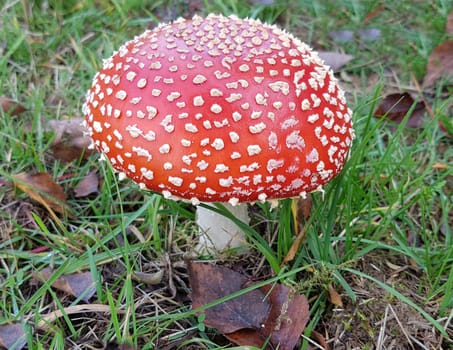 Toadstool,Amanita muscaria,is a beautiful red mushroom that grows in the forest but is poisonous. Toadstool,Amanita muscaria,is a beautiful red mushroom that grows in the woods but is poisonous.