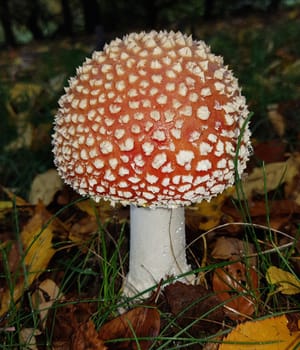 Toadstool,Amanita muscaria,is a beautiful red mushroom that grows in the forest but is poisonous. Toadstool,Amanita muscaria,is a beautiful red mushroom that grows in the woods but is poisonous.