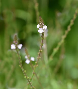 Vervain is an important medicinal and medicinal plant and with white and pink flowers. Verbena is an important medicinal and medicinal plant and has white and pink flowers.