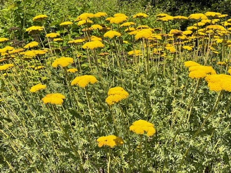 Yarrow,Achillea filipendulina is a garden flower with beautiful yellow flowers. Large-flowered yarrow,Achillea filipendulina,is a garden flower with beautiful yellow flowers.