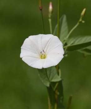 Field wind,Convolvulus arvensis,is a wild and medicinal plant with pink or white flowers and is used in medicine. Bindweed,Convolvulus arvensis,is a wild and medicinal plant with pink or white flowers and is used in medicine.
