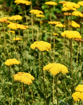 Yarrow,Achillea filipendulina is a garden flower with beautiful yellow flowers. Large-flowered yarrow,Achillea filipendulina,is a garden flower with beautiful yellow flowers.
