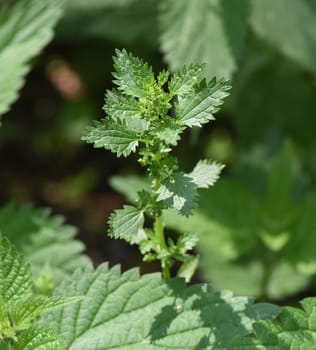 Small nettle,Urtica urens,belongs to the wild birds and wild spirits. It is a wild plant with green flowers and is an important medicinal plant. Small nettle,Urtica urens,belongs to the wild herbs and wild vegetables. It is a wild plant with green flowers and is an important medicinal plant.