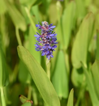 Pike herb,Pontederia cordata,is an aquatic plant with blue flowers. Pike weed,Pontederia cordata,is an aquatic plant with blue flowers.