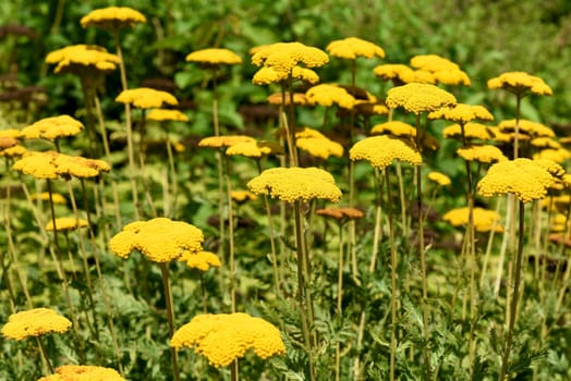 Yarrow,Achillea filipendulina is a garden flower with beautiful yellow flowers. Large-flowered yarrow,Achillea filipendulina,is a garden flower with beautiful yellow flowers.