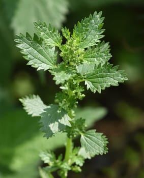 Small nettle,Urtica urens,belongs to the wild birds and wild spirits. It is a wild plant with green flowers and is an important medicinal plant. Small nettle,Urtica urens,belongs to the wild herbs and wild vegetables. It is a wild plant with green flowers and is an important medicinal plant.