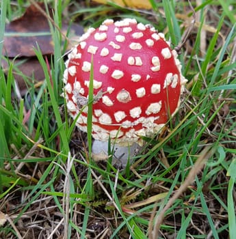 Toadstool,Amanita muscaria,is a beautiful red mushroom that grows in the forest but is poisonous. Toadstool,Amanita muscaria,is a beautiful red mushroom that grows in the woods but is poisonous.