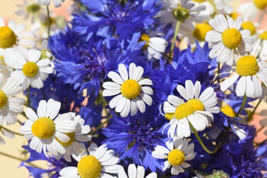 Cornflowers and chamomile,Centaurea cyanus Chamomilla recutita,are important medicinal plants with blue and white flowers. Cornflowers and chamomile,Centaurea cyanus Chamomilla recutita,are important medicinal plants with blue and white flowers.