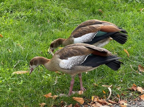 Nile gaense spread at lakes,ponds and swimming pools. Their feces annoy visitors and pose health risks. Nilgaense grow on lakes,ponds and in swimming pools. Their excrement annoys visitors and poses health risks.