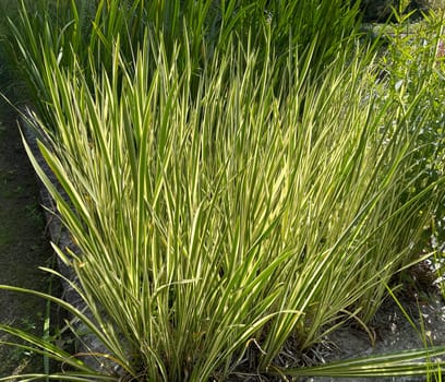 Calamus calamus,Acorus calamus,is an aquatic plant with white-coloured leaves. Kalmus Weissbunter,Acorus calamus,is an aquatic plant with white variegated leaves.