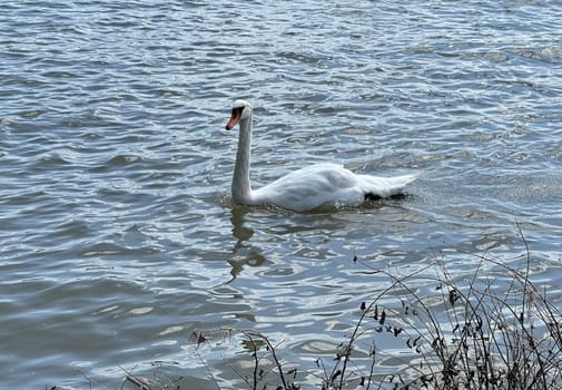 The Swan is a species of bird in the Anatidae family. The swan is a species of swan (Cygnus),which belongs to the family of duck birds (Anatidae).