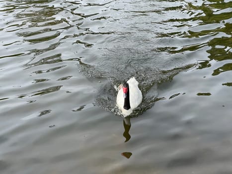 The Black-necked Swan is a species of bird in the Anatidae family. The black-necked swan is a species of swan (Cygnus),which belongs to the family of duck birds (Anatidae).