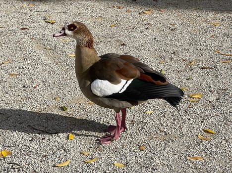 Nile gaense spread at lakes,ponds and swimming pools. Their feces annoy visitors and pose health risks. Nilgaense grow on lakes,ponds and in swimming pools. Their excrement annoys visitors and poses health risks.