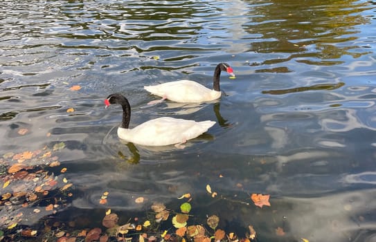 The Black-necked Swan is a species of bird in the Anatidae family. The black-necked swan is a species of swan (Cygnus),which belongs to the family of duck birds (Anatidae).