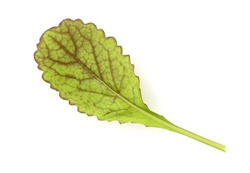 Asian salads are often available all year round. It is used as a salad as well as a vegetable side dish. Asian salads are often available all year round. It is used as a salad as well as a vegetable side dish.