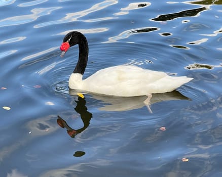 The Black-necked Swan is a species of bird in the Anatidae family. The black-necked swan is a species of swan (Cygnus),which belongs to the family of duck birds (Anatidae).