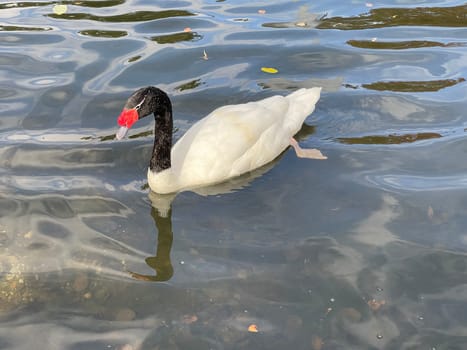 The Black-necked Swan is a species of bird in the Anatidae family. The black-necked swan is a species of swan (Cygnus),which belongs to the family of duck birds (Anatidae).