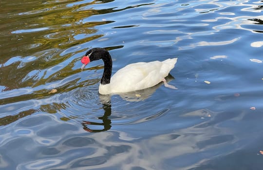 The Black-necked Swan is a species of bird in the Anatidae family. The black-necked swan is a species of swan (Cygnus),which belongs to the family of duck birds (Anatidae).